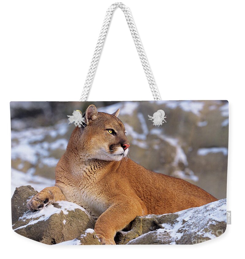 North America Weekender Tote Bag featuring the photograph Mountain Lion on Snow-covered Rock Outcrop by Dave Welling