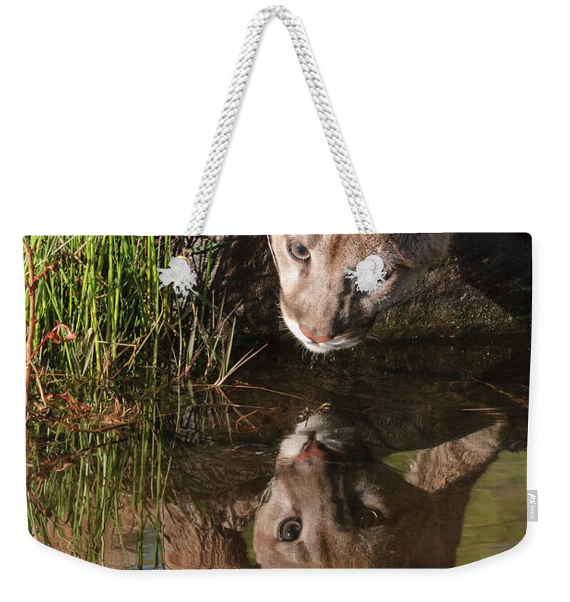 Mountain Lion Weekender Tote Bag featuring the photograph Mountain Lion Reflection by Tibor Vari