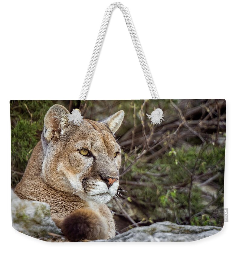 Big Cat Weekender Tote Bag featuring the photograph Mountain Lion by Ron Pate