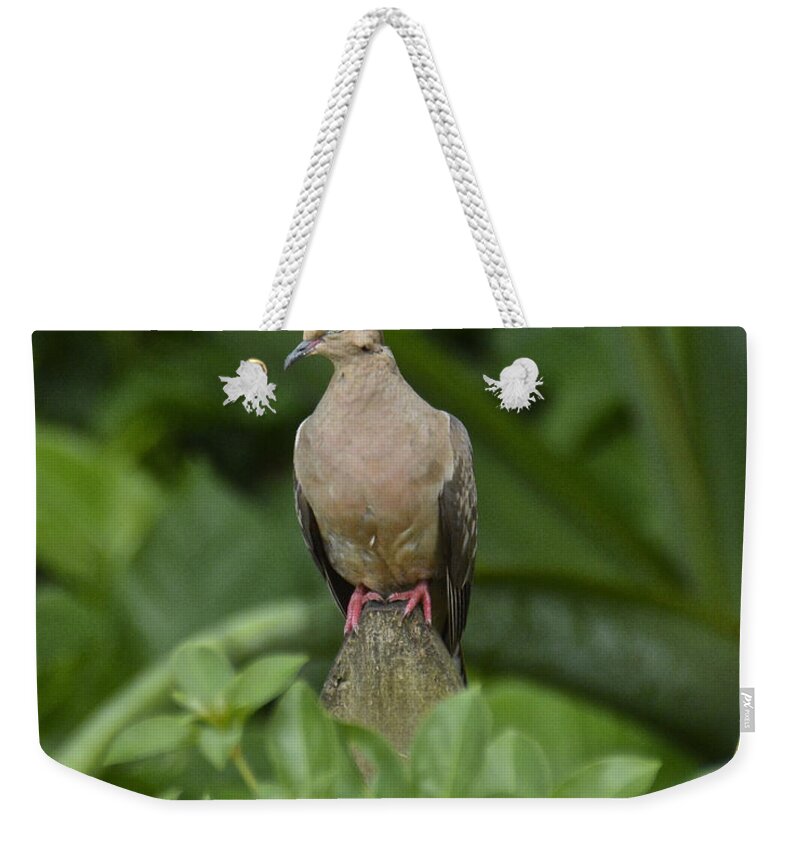 Dove Weekender Tote Bag featuring the photograph Mourning Dove by Carol Bradley