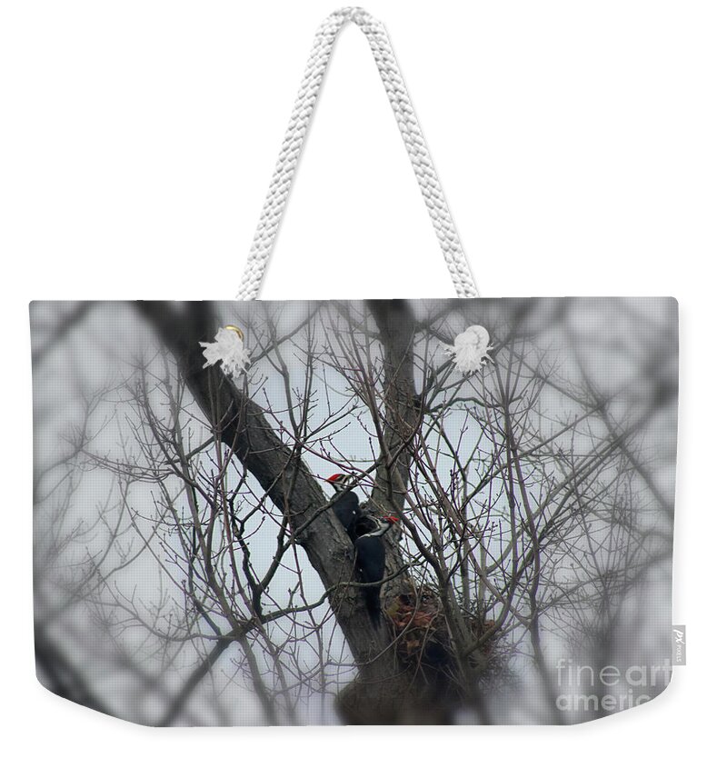 Pileated Woodpecker Weekender Tote Bag featuring the photograph Mr and Mrs Woody Woodpecker by Karen Adams