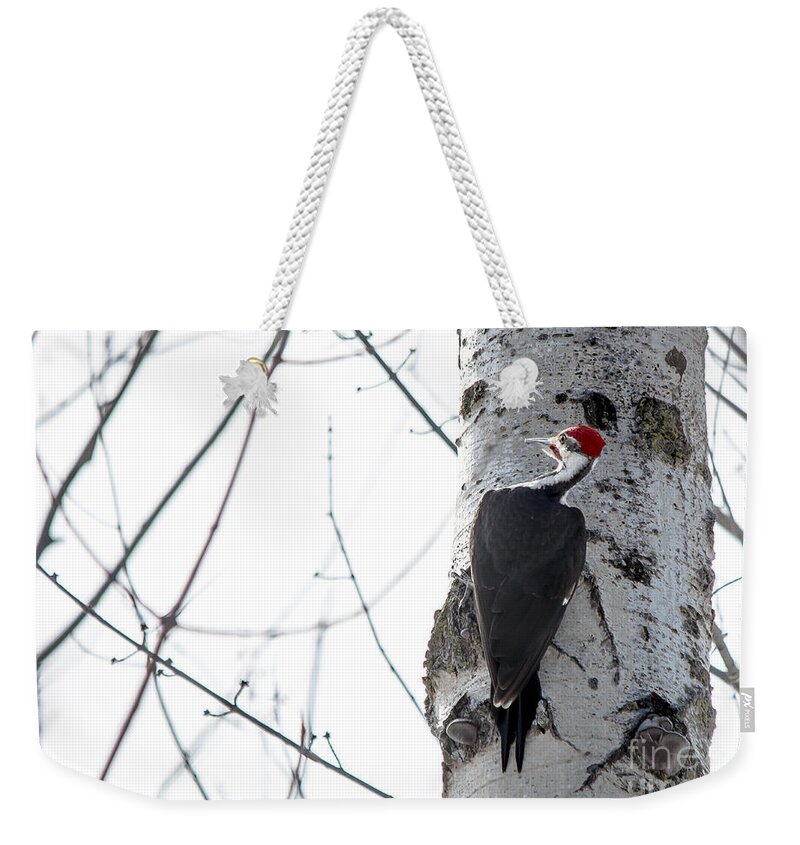 Cheryl Baxter Photography Weekender Tote Bag featuring the photograph Mr. Pileated Woodpecker by Cheryl Baxter