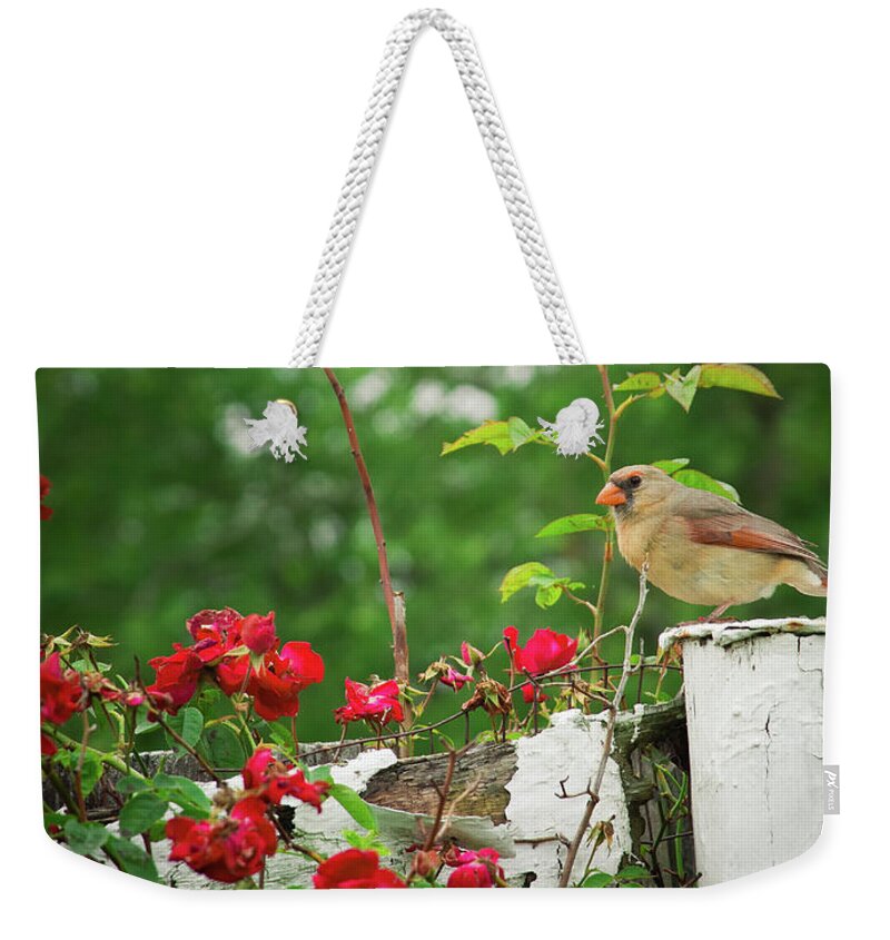 Bird Weekender Tote Bag featuring the photograph Mrs. Cardinal by Virginia Folkman