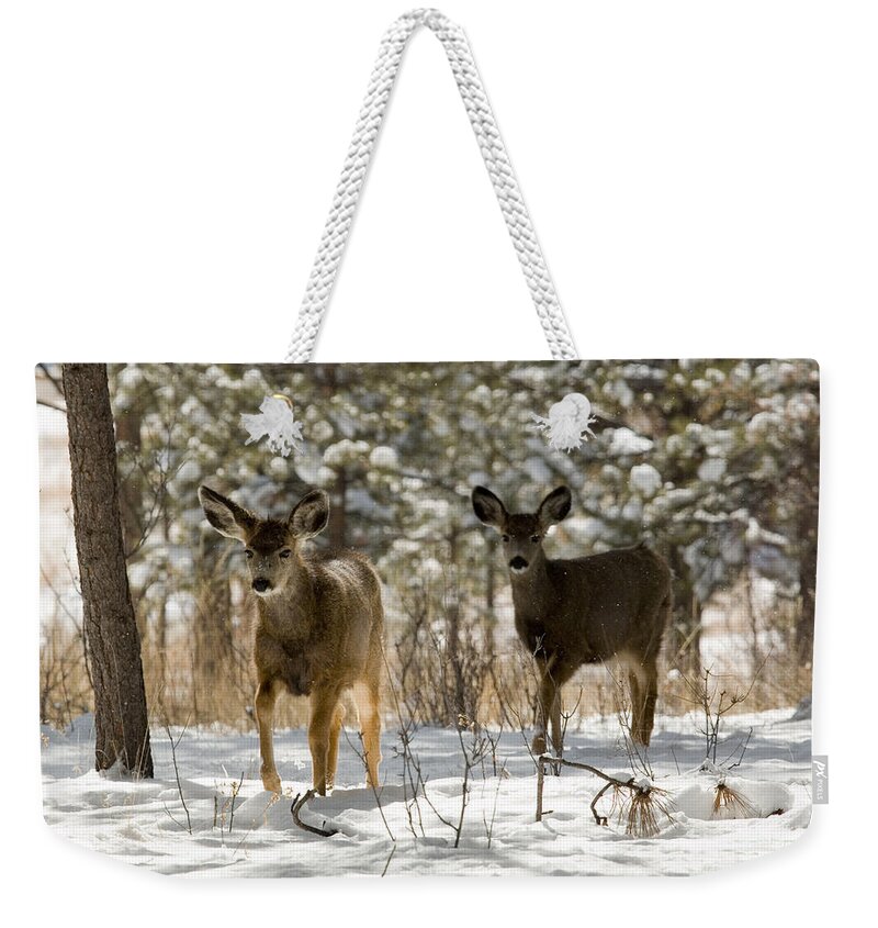 Deer Weekender Tote Bag featuring the photograph Mule Deer on Winter Walk by Steven Krull