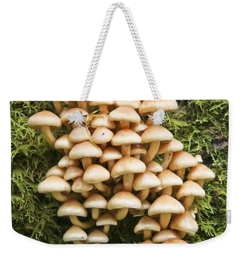 Mushrooms Weekender Tote Bag featuring the photograph Mushroom Condo by Albert Seger