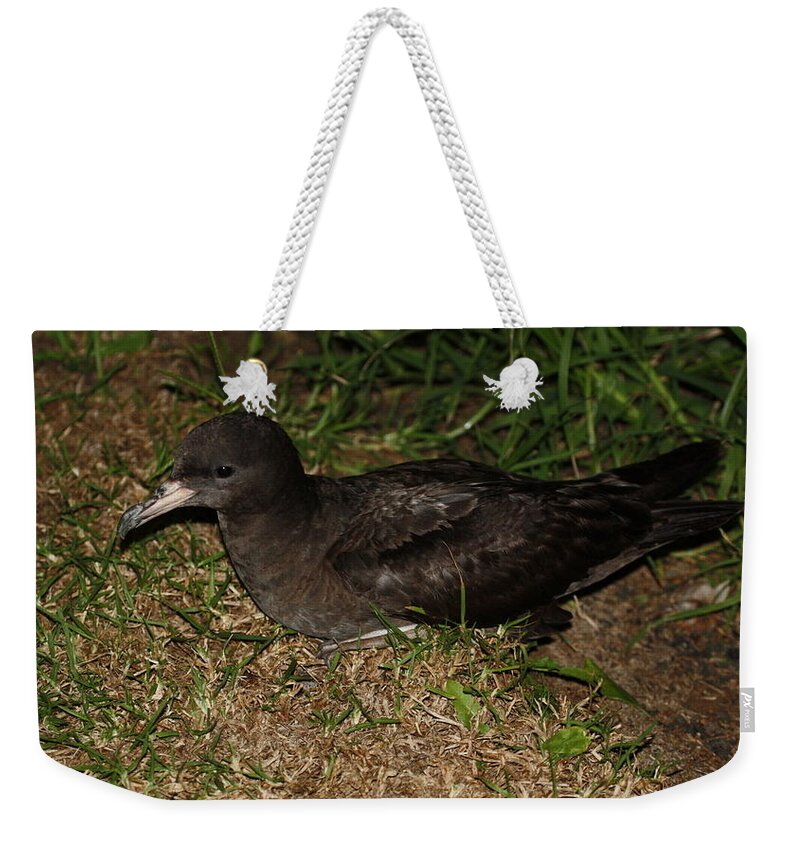Mutton Bird Weekender Tote Bag featuring the photograph Mutton Bird by Mariel Mcmeeking