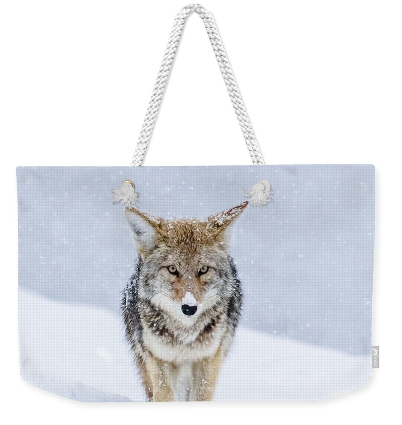 Coyote Weekender Tote Bag featuring the photograph My Eyes Are On You by Yeates Photography