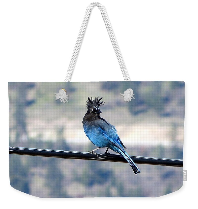 Steller's Jay Weekender Tote Bag featuring the photograph My Hairdo Malfunctioned by Will Borden