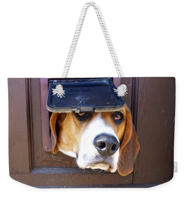 Dog Weekender Tote Bag featuring the photograph My head is stuck...woof by Asa Jones