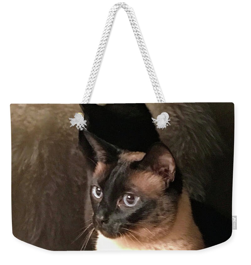 Cat Weekender Tote Bag featuring the photograph My Shadow Twin by Carol Eliassen