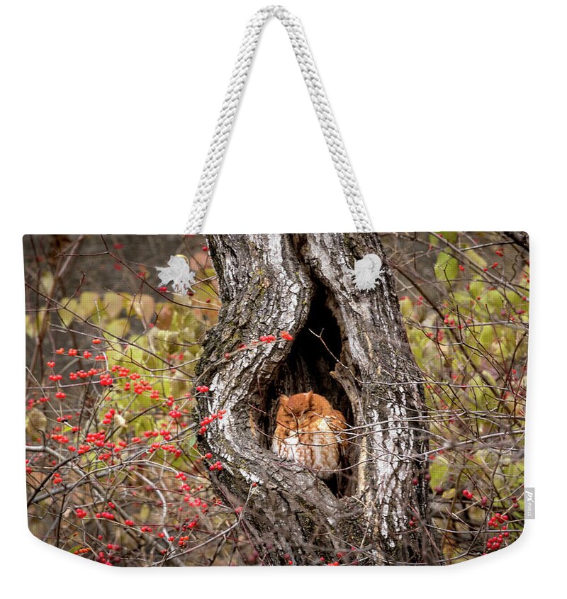 Owl Weekender Tote Bag featuring the photograph Nap Time by Holly Ross