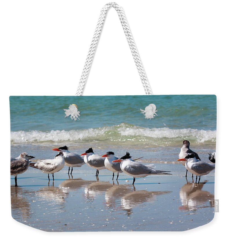 Florida Weekender Tote Bag featuring the photograph Naples Gulf Shorebirds - Royal Terns Highness by Ronald Reid