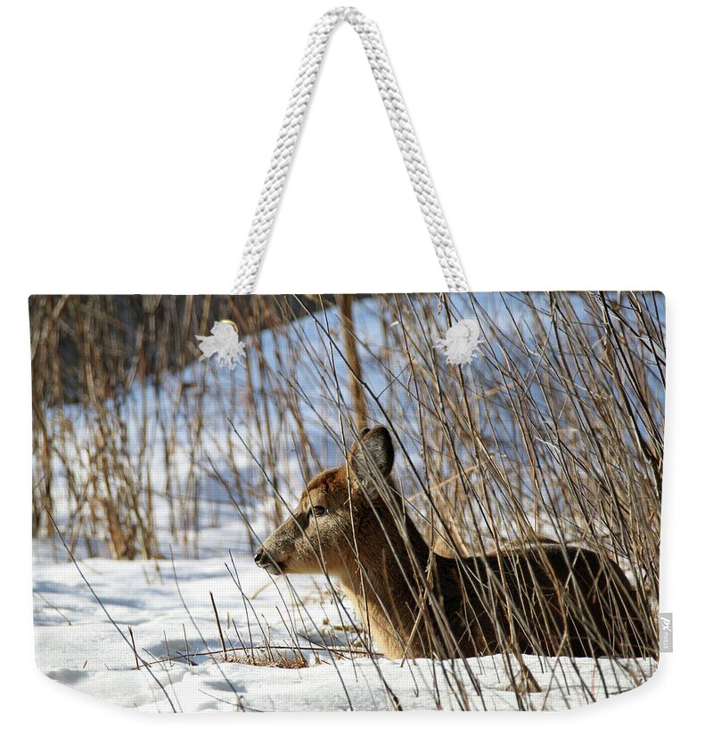 Doe Weekender Tote Bag featuring the photograph Napping Fawn by Brook Burling