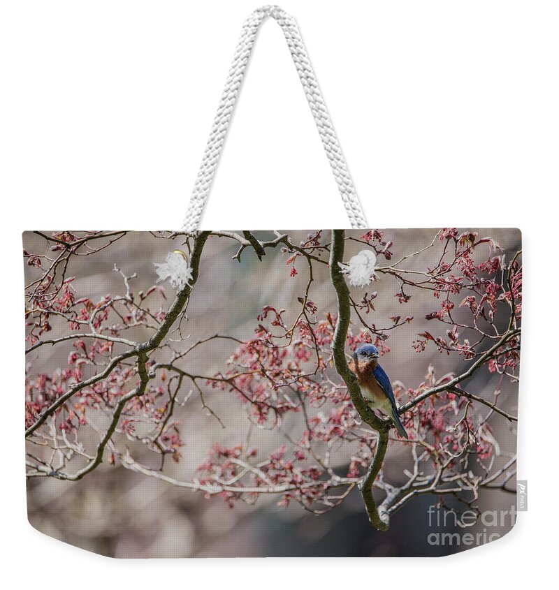 Bluebird Weekender Tote Bag featuring the photograph Nest Scouting by Judy Wolinsky