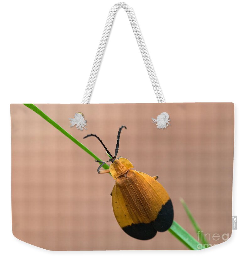 Beetle Weekender Tote Bag featuring the photograph Net Winged Beetle by Al Andersen