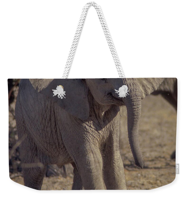 Africa Weekender Tote Bag featuring the photograph Newborn Elephant by Norman Reid