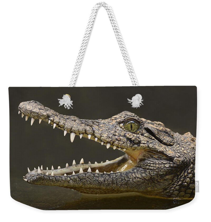 Crocodylus Niloticus Weekender Tote Bag featuring the photograph Nile Crocodile by Tony Beck