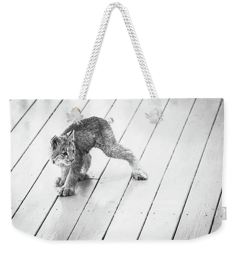 Lynx Weekender Tote Bag featuring the photograph Ninja Lynx Kitty bw by Tim Newton