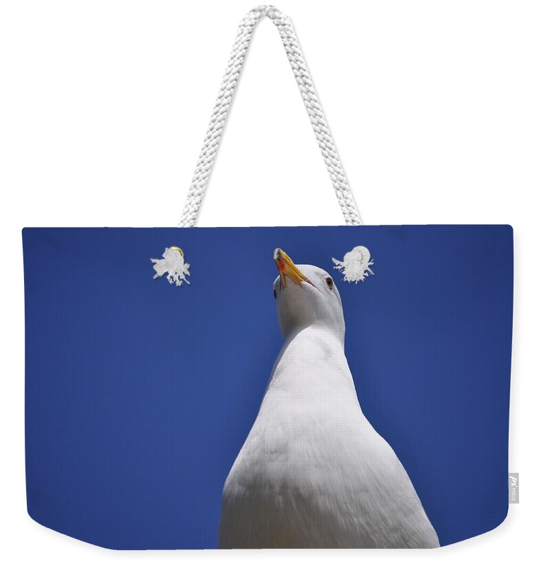Seagull Weekender Tote Bag featuring the photograph Noble by Bridgette Gomes