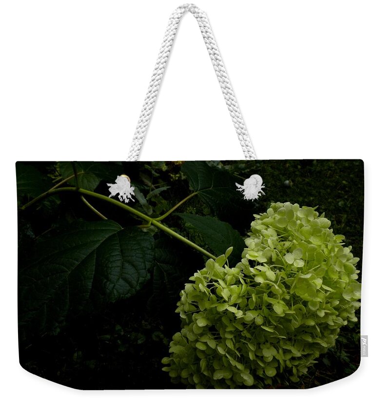 Snowball Weekender Tote Bag featuring the painting Nodding Snowball by Renate Wesley