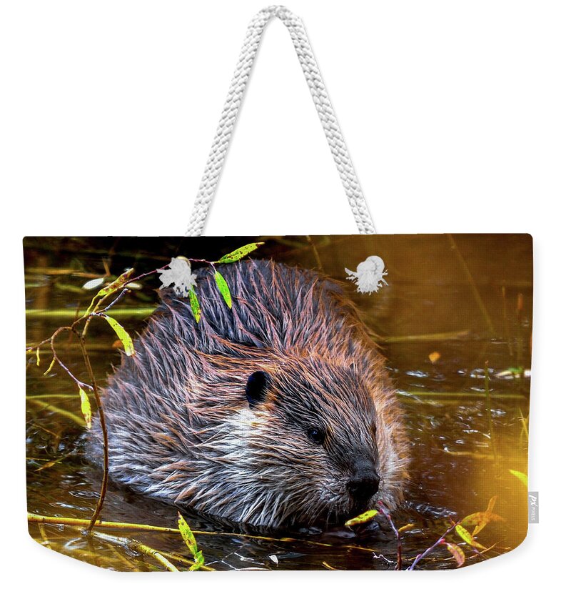Beaver Weekender Tote Bag featuring the photograph North American Beaver by Marilyn Burton