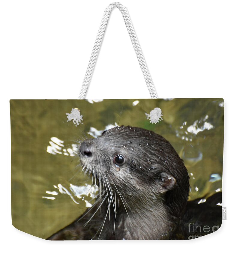 Otter Weekender Tote Bag featuring the photograph North American River Otter Swimming in a River by DejaVu Designs