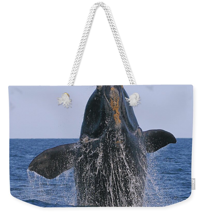 Right Whale Breach Weekender Tote Bag featuring the photograph North Atlantic Right Whale breaching by Tony Beck