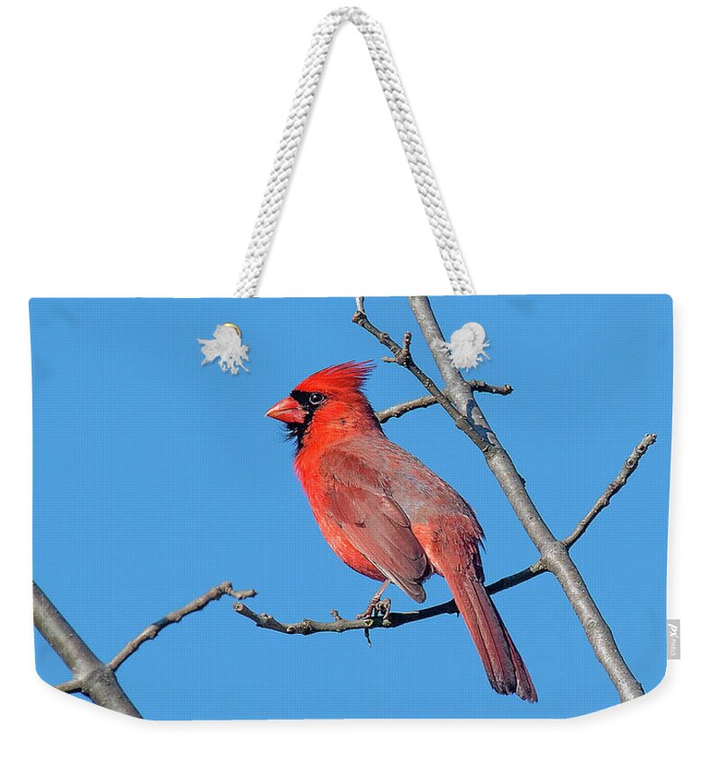 Nature Weekender Tote Bag featuring the photograph Northern Cardinal DSB0272 by Gerry Gantt