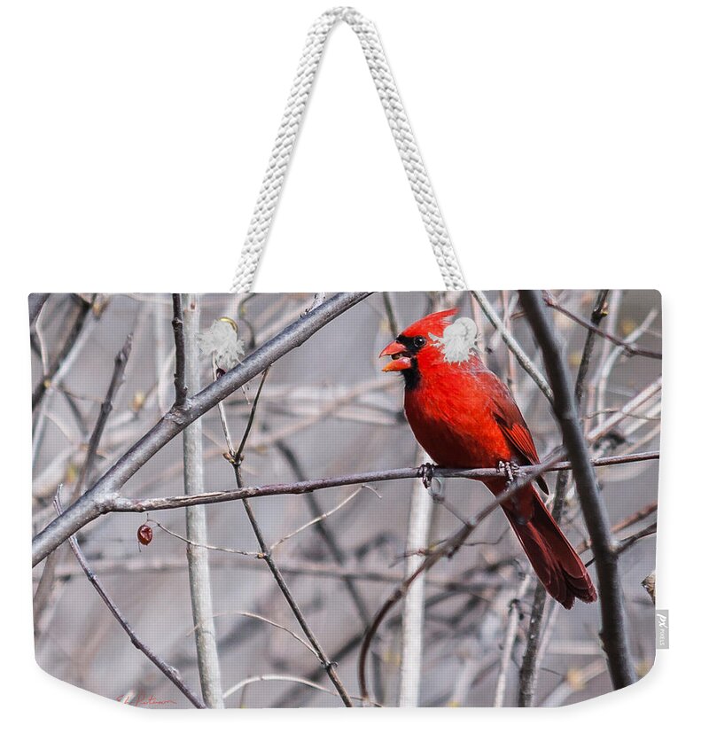 Heron Heaven Weekender Tote Bag featuring the photograph Northern Cardinal Feeding by Ed Peterson