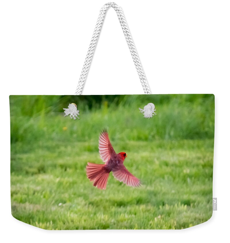Northern Cardinal Weekender Tote Bag featuring the photograph Northern Cardinal in Flight by Holden The Moment