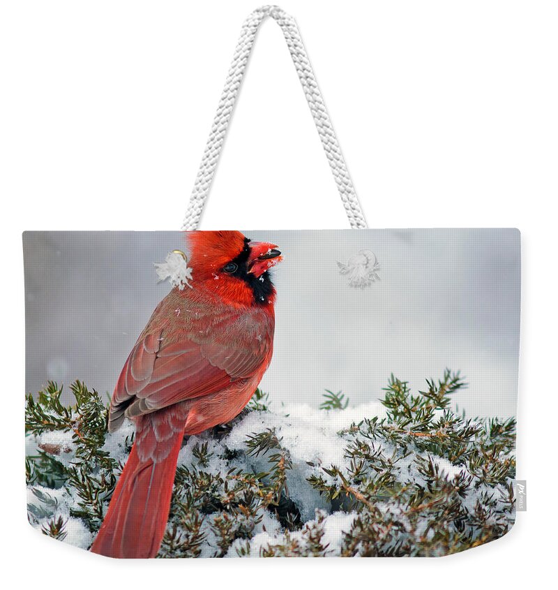 Northern Cardinal Weekender Tote Bag featuring the photograph Northern Cardinal in the snow. by John Rowe