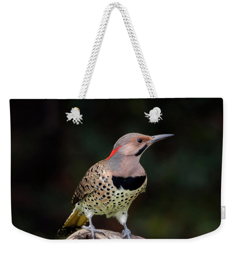 Bird Weekender Tote Bag featuring the photograph Northern Flicker by DB Hayes