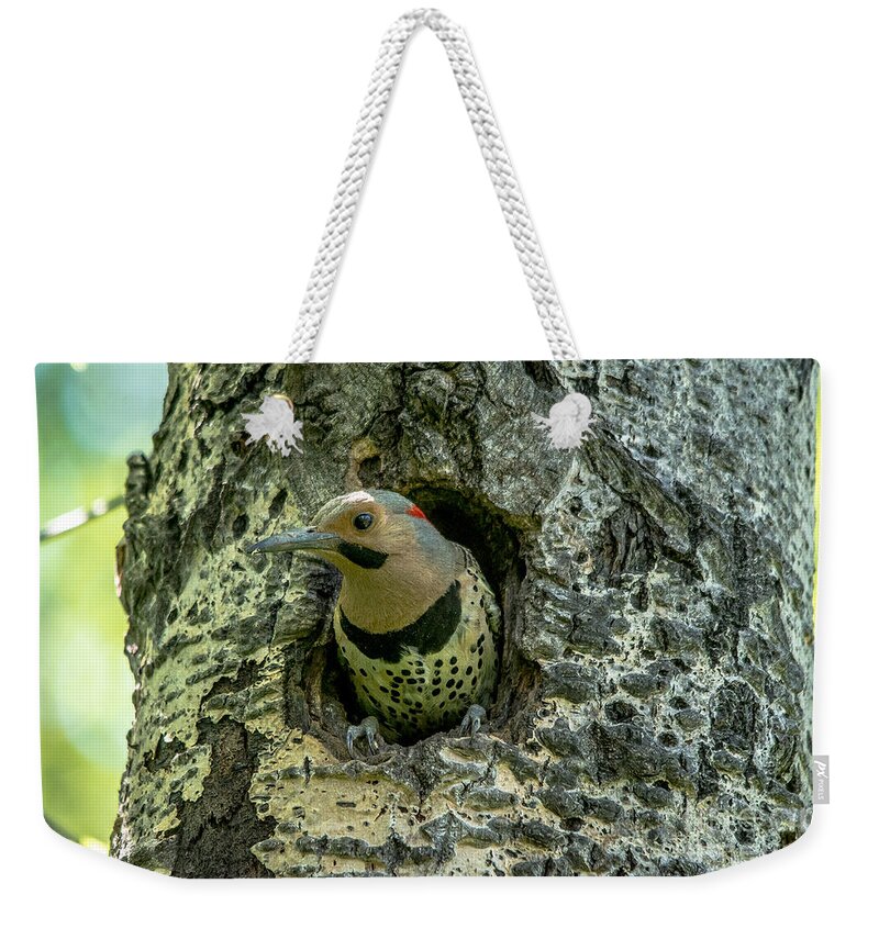 Cheryl Baxter Photography Weekender Tote Bag featuring the photograph Northern Flicker Nest by Cheryl Baxter
