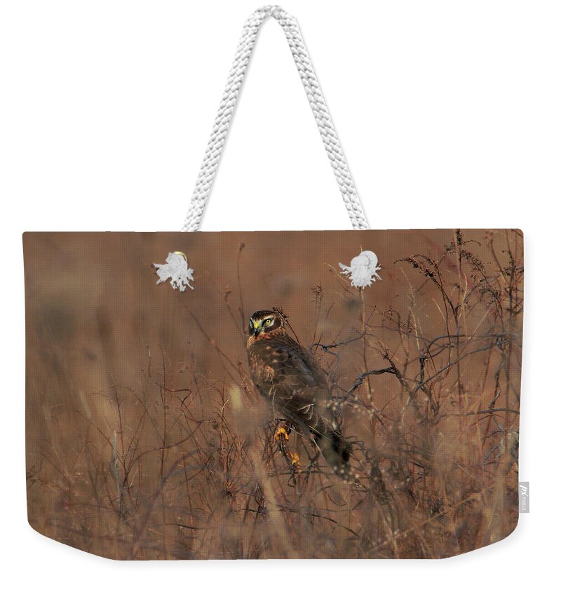  Weekender Tote Bag featuring the photograph Northern Harrier by Garrett Sheehan