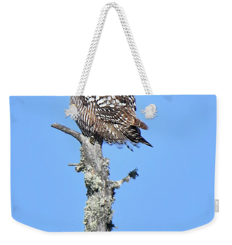 Bird Weekender Tote Bag featuring the photograph Northern Hawk Owl by Alan Lenk