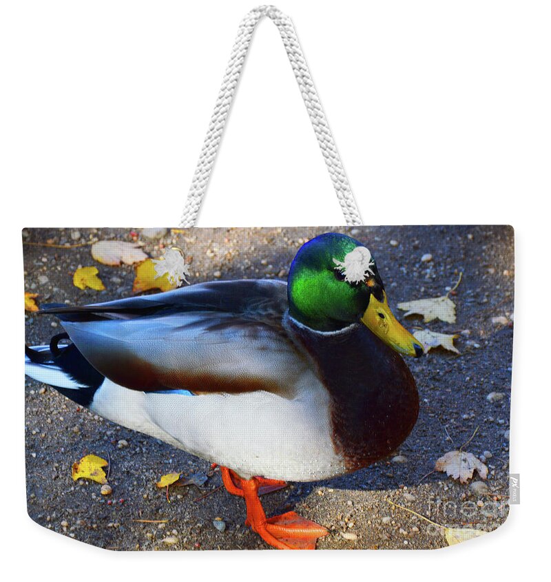 American Weekender Tote Bag featuring the photograph Northern Male Mallard Duck by Robyn King
