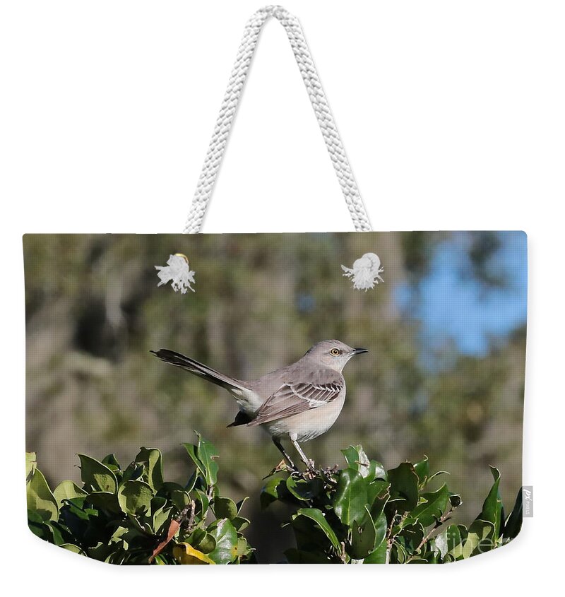 Mockingbird Weekender Tote Bag featuring the photograph Southern Mockingbird by Carol Groenen