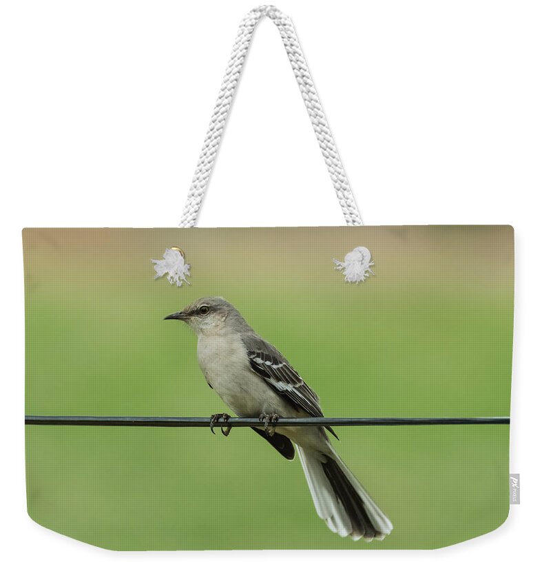 Bird Weekender Tote Bag featuring the photograph Northern Mockingbird by Holden The Moment