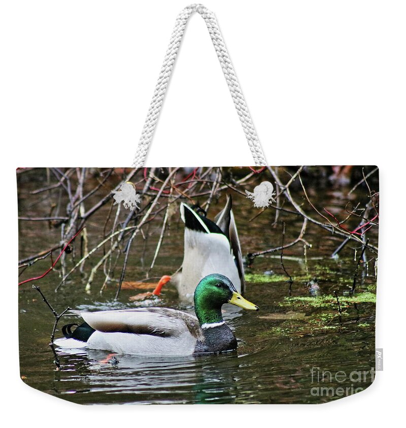 Duck Weekender Tote Bag featuring the photograph Not A Care by Erick Schmidt