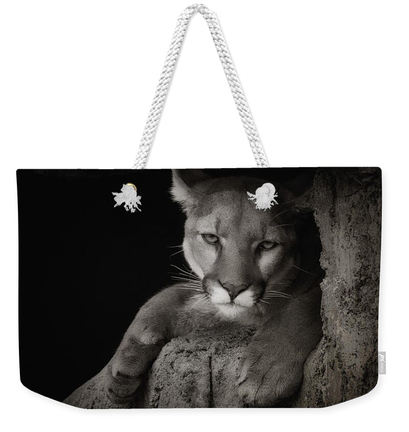 Mountain Lions Weekender Tote Bag featuring the photograph Not A Happy Cat by Elaine Malott