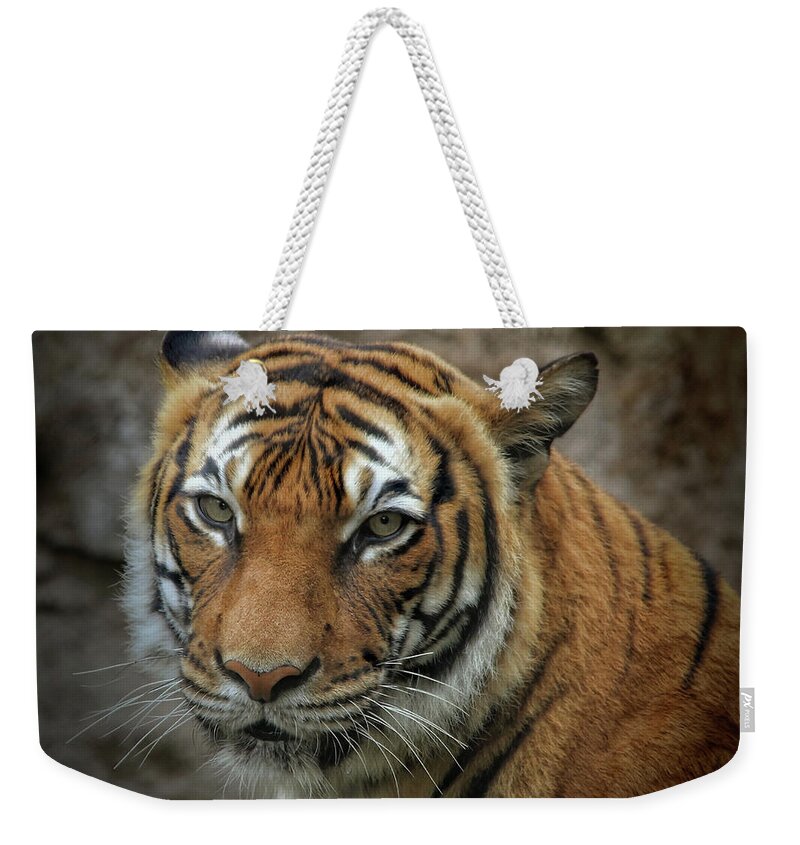 Cats Weekender Tote Bag featuring the photograph Not A Happy Sita by Elaine Malott