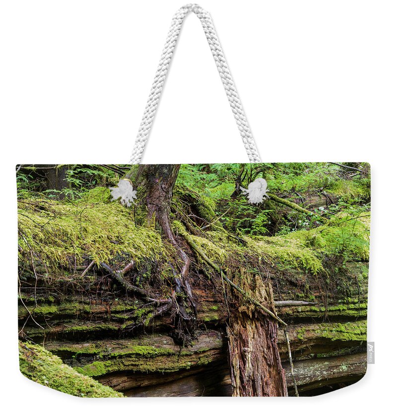 Cannon Beach Forest Reserve Weekender Tote Bag featuring the photograph Nurse Log by Robert Potts