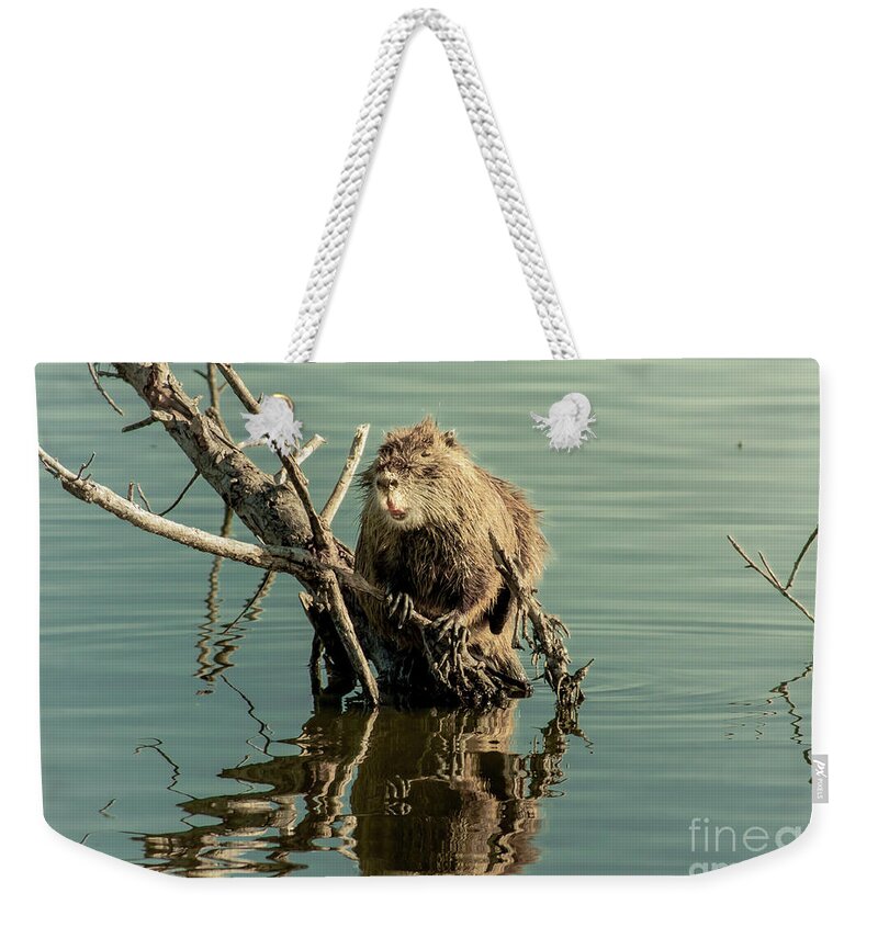 Animal Weekender Tote Bag featuring the photograph Nutria On Stick-Up by Robert Frederick