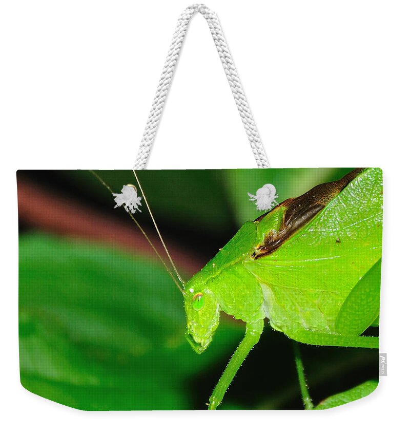 Grasshopper Weekender Tote Bag featuring the photograph O Grasshopper by Mark Fuller