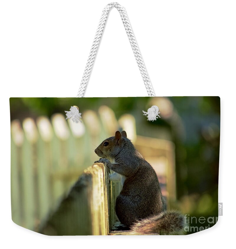 Squirrel Weekender Tote Bag featuring the photograph Observation Point by Rachel Morrison