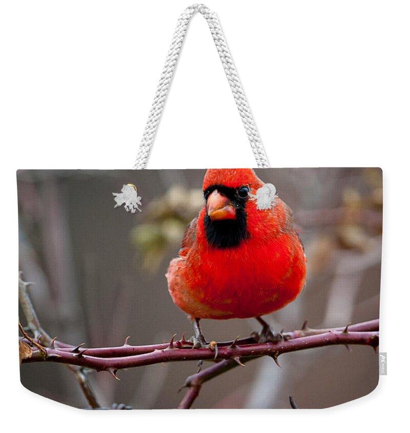 Bird Weekender Tote Bag featuring the photograph Of Barbs and Thorns by Jeff Phillippi