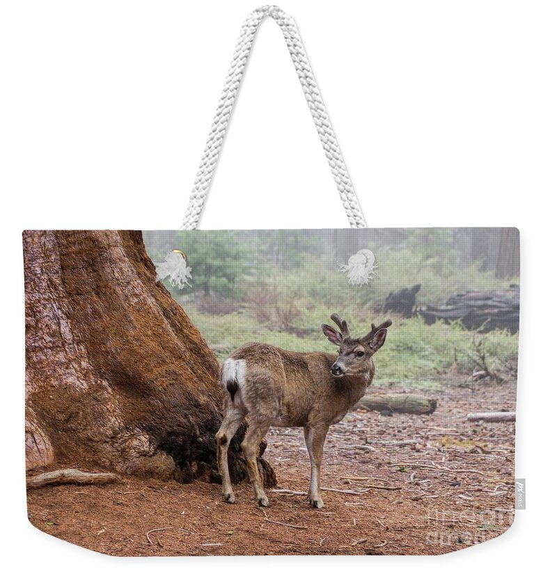 Sequoia National Park Weekender Tote Bag featuring the photograph Oh Deer by Peggy Hughes
