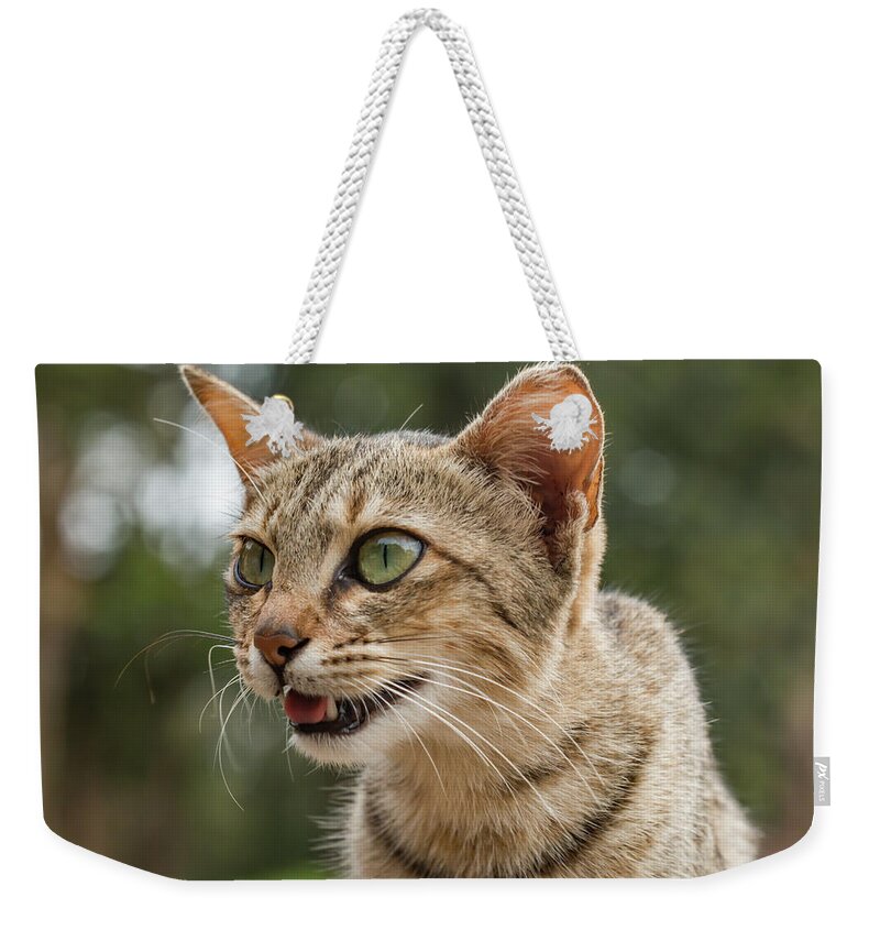 Cat Weekender Tote Bag featuring the photograph Oh God What Am I Seeing by Ramabhadran Thirupattur