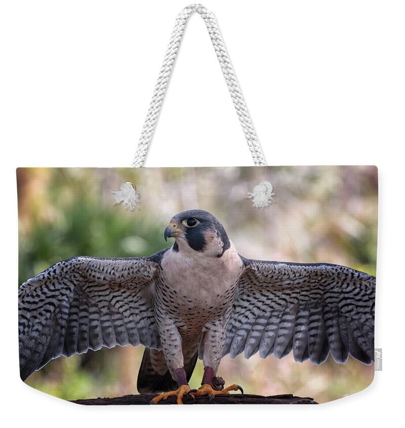 Florida Weekender Tote Bag featuring the photograph Okeeheelee Nature Center - Tundra the Peregrine Falcon - Wings Up by Ronald Reid