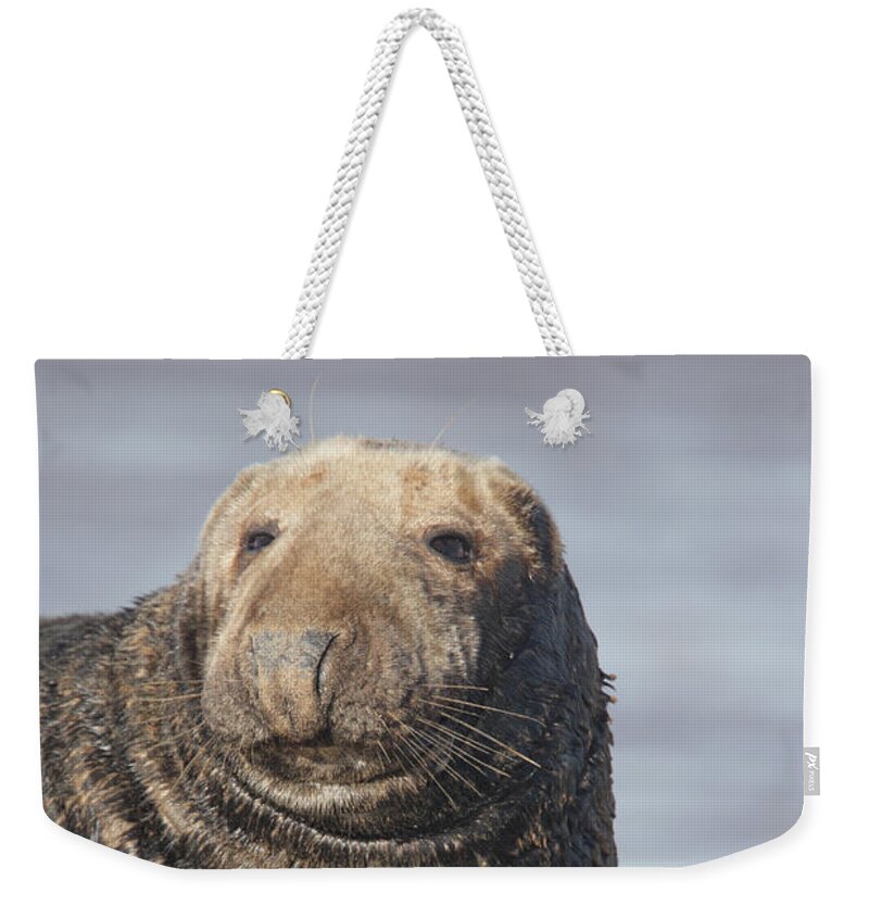 Seal Weekender Tote Bag featuring the photograph Old Atlantic Grey Seal on the beach by Tony Mills